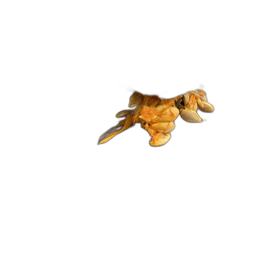 jewelry, food, animal, dragon transparent PNG cut-out