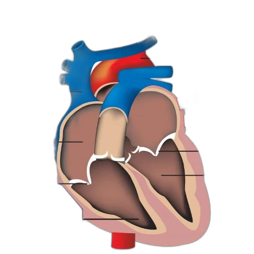 illustration, human, heart, labeled transparent PNG cut-out