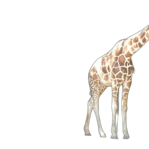 animal, creature, weapon, dress transparent PNG cut-out
