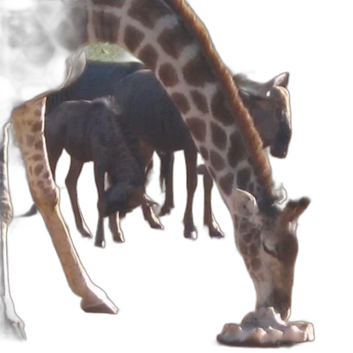animal, creature, food, weapon transparent PNG cut-out