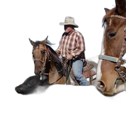shoes, animal, hat, photorealistic transparent PNG cut-out