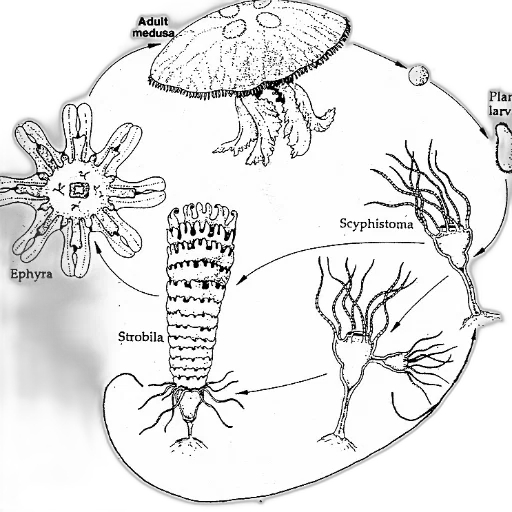 crown, concept art, underwater, diagram transparent PNG cut-out