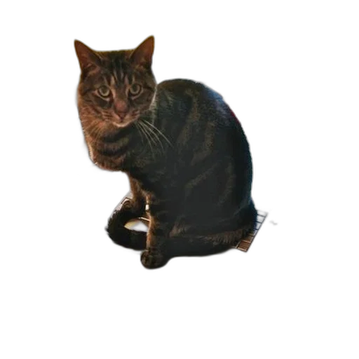 staff, animal, creature, face transparent PNG cut-out