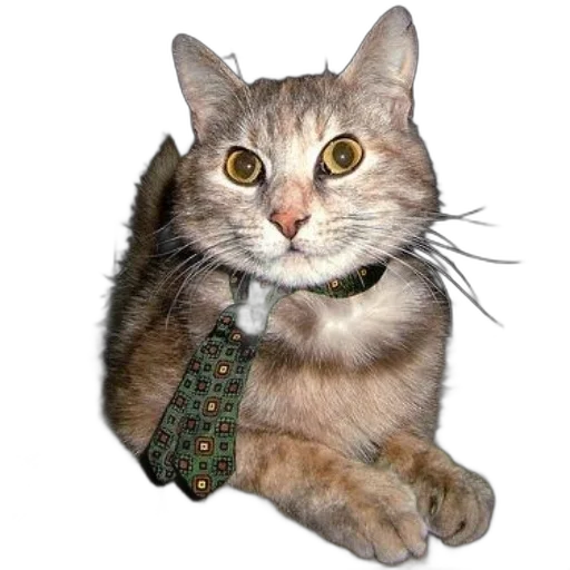 staff, animal, jewelry, creature transparent PNG cut-out
