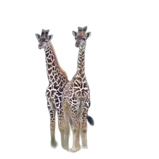 animal, creature, shoes, staff transparent PNG cut-out