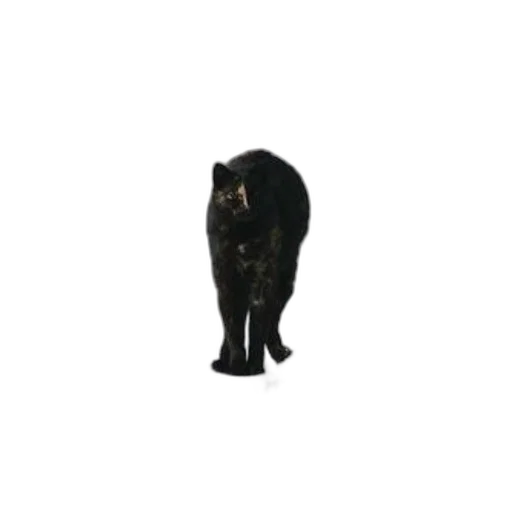 animal, staff, creature, jewelry transparent PNG cut-out