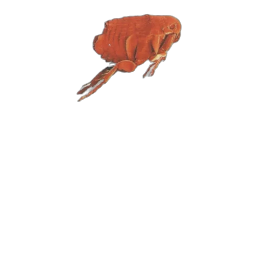 animal, creature, food, hat transparent PNG cut-out