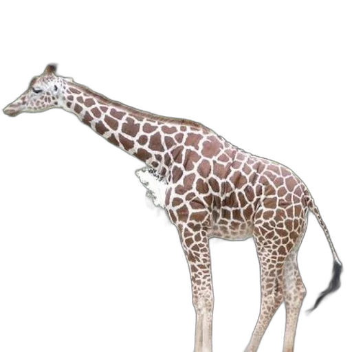 animal, creature, staff, jewelry transparent PNG cut-out