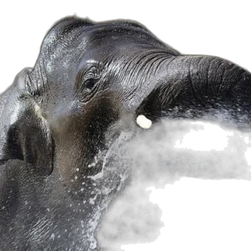 animal, hair, creature, mask transparent PNG cut-out