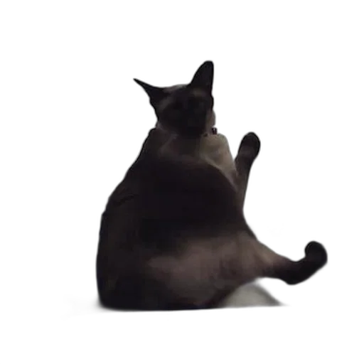 animal, creature, robot, staff transparent PNG cut-out