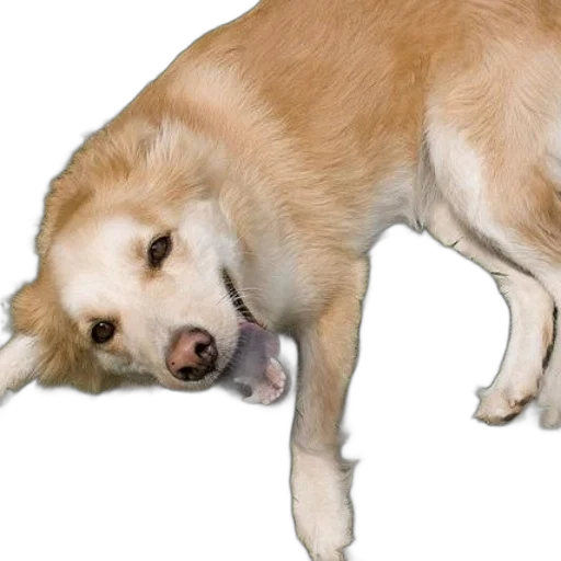 animal, creature, staff, weapon transparent PNG cut-out