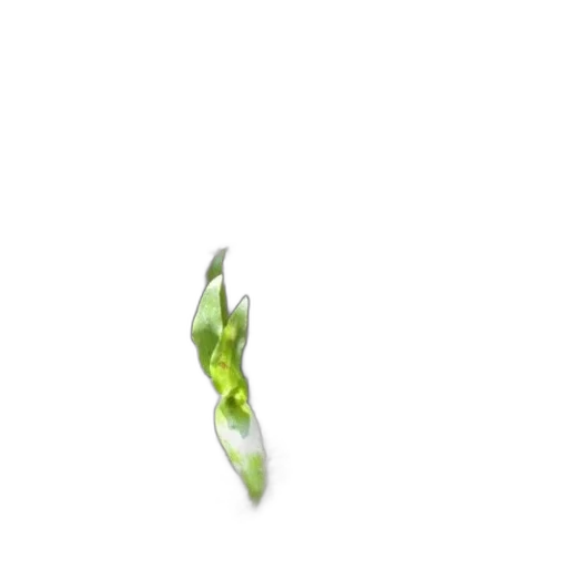 flower, food, staff, hair transparent PNG cut-out