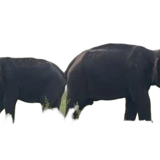 animal, creature, crown, food transparent PNG cut-out