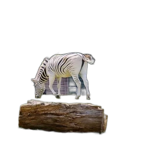 animal, creature, furniture, weapon transparent PNG cut-out