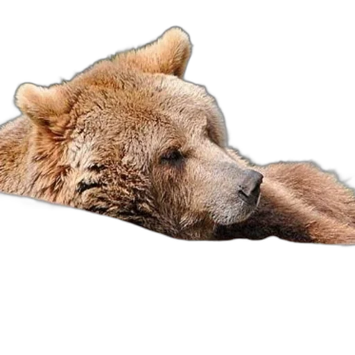 animal, creature, face, staff transparent PNG cut-out