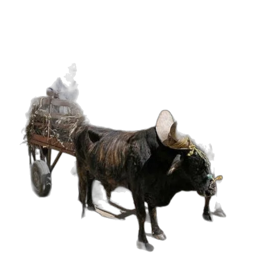 animal, dragon, hat, creature transparent PNG cut-out
