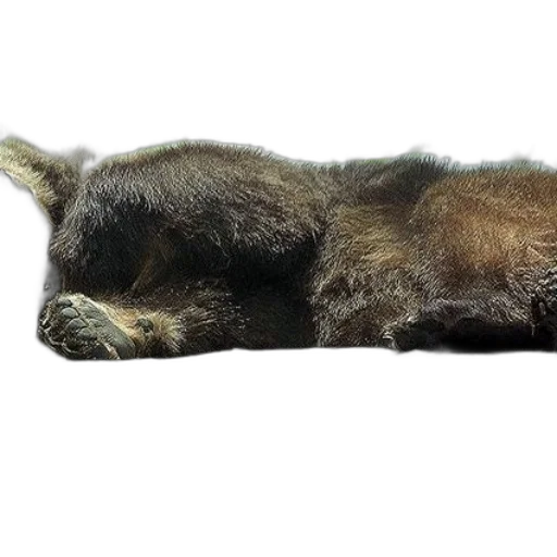 animal, staff, creature, hair transparent PNG cut-out