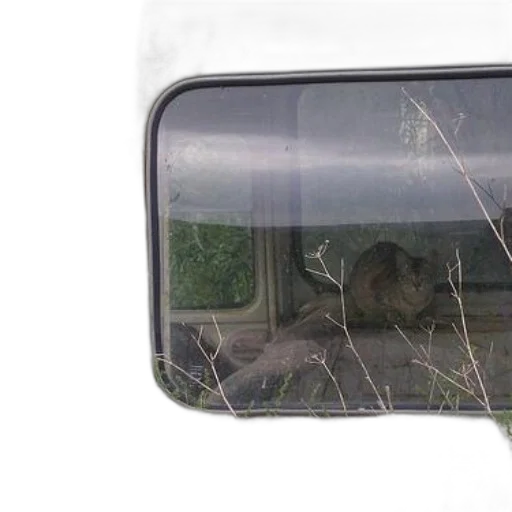car, face, mask, animal transparent PNG cut-out