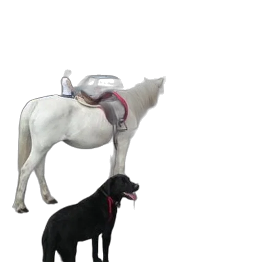 staff, animal, jewelry, hat transparent PNG cut-out