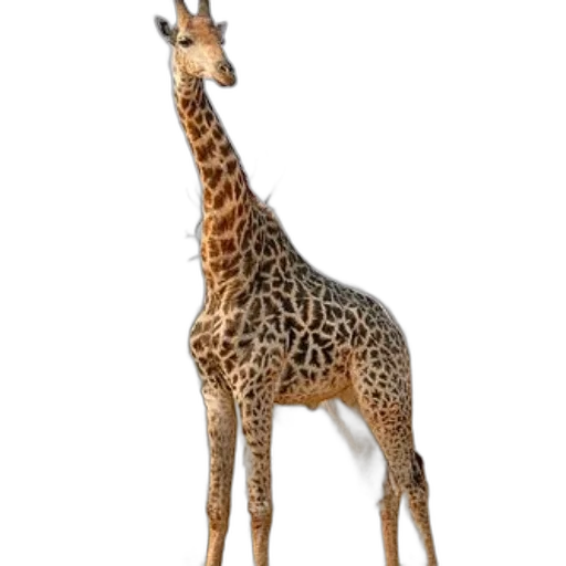 animal, creature, staff, dress transparent PNG cut-out