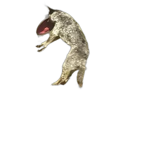 animal, creature, dragon, staff transparent PNG cut-out