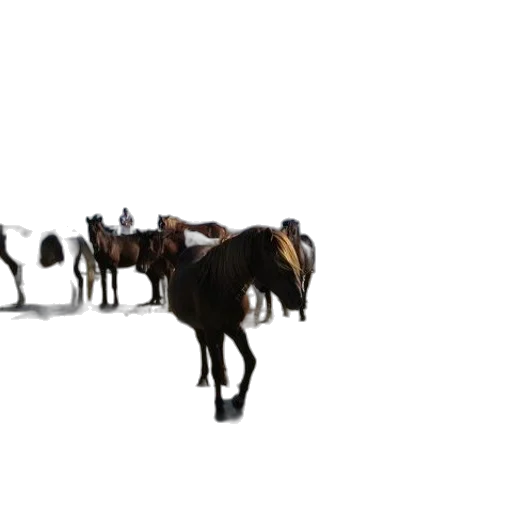 animal, staff, furniture, car transparent PNG cut-out