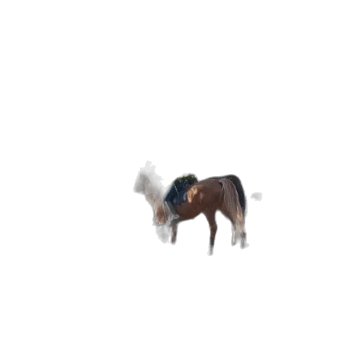 hat, animal, creature, jacket transparent PNG cut-out