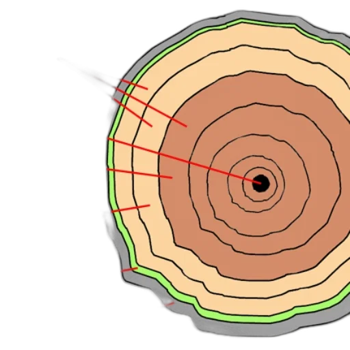 tree, cross-section, trunk, labeled transparent PNG cut-out