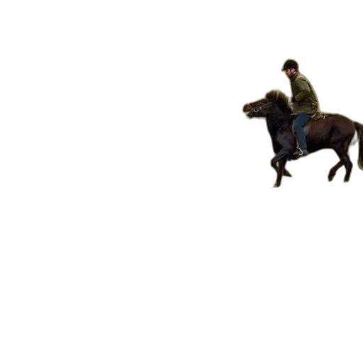 animal, creature, jacket, car transparent PNG cut-out