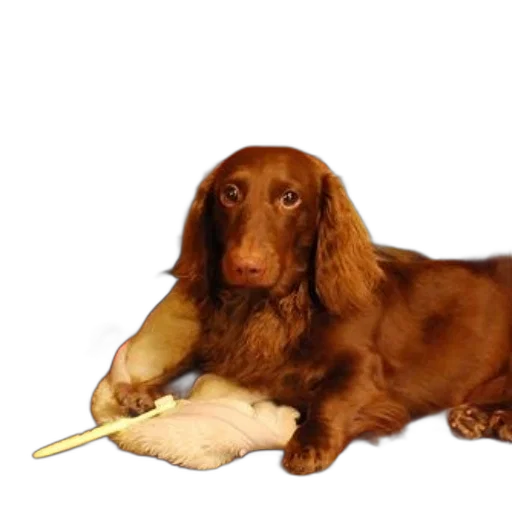 staff, animal, food, weapon transparent PNG cut-out