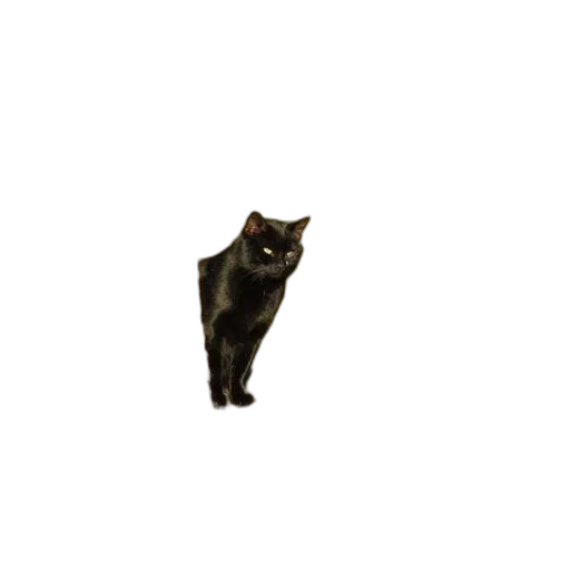animal, creature, staff, robot transparent PNG cut-out
