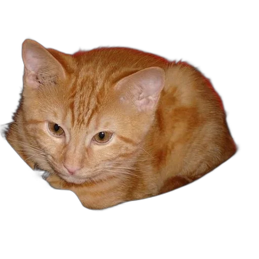 animal, staff, creature, hat transparent PNG cut-out