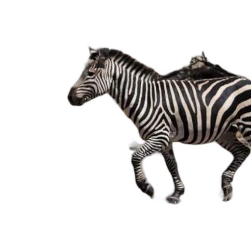 animal, creature, jewelry, furniture transparent PNG cut-out
