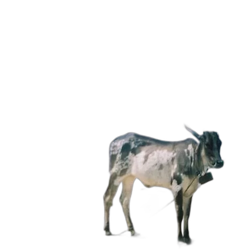 animal, creature, food, weapon transparent PNG cut-out