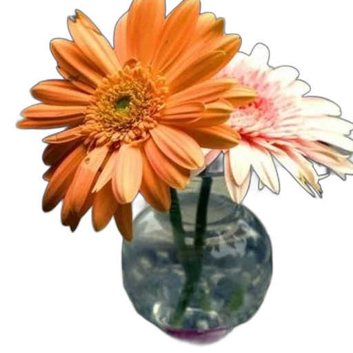 flower, crown, jewelry, staff transparent PNG cut-out