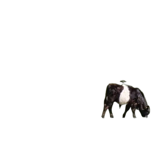 animal, creature, food, robot transparent PNG cut-out