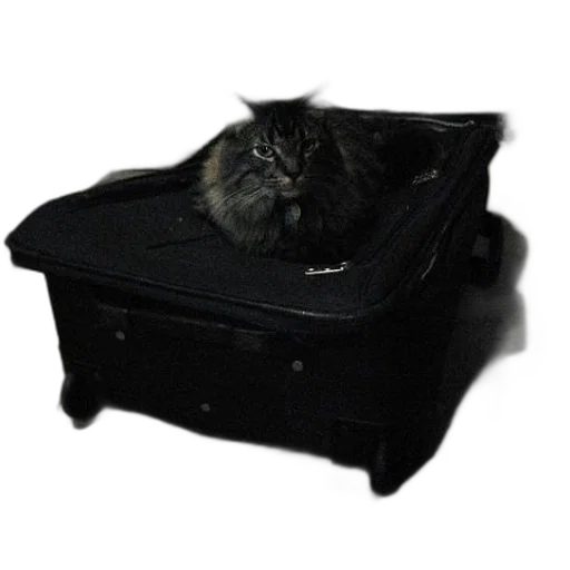 furniture, animal, cat, laying transparent PNG cut-out
