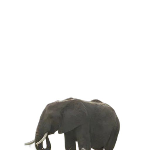 animal, creature, staff, hat transparent PNG cut-out