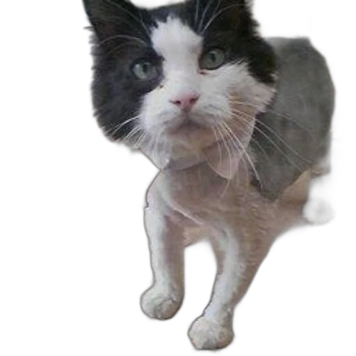 animal, staff, creature, face transparent PNG cut-out