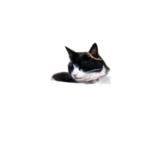 hat, animal, creature, shoes transparent PNG cut-out