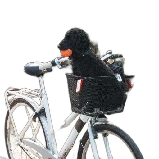 animal, hat, jacket, staff transparent PNG cut-out