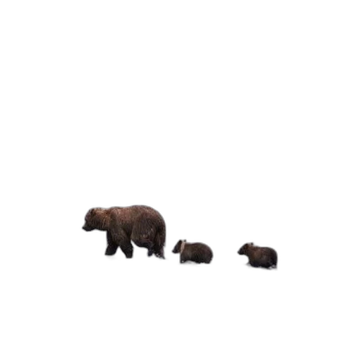 animal, creature, furniture, food transparent PNG cut-out