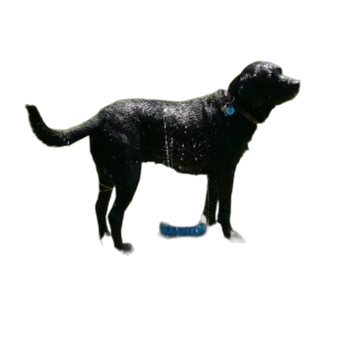 staff, animal, creature, weapon transparent PNG cut-out