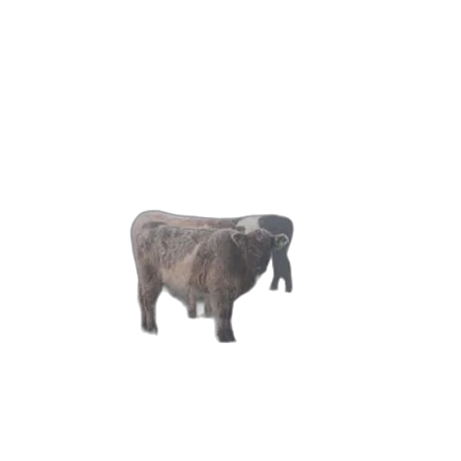 animal, creature, robot, food transparent PNG cut-out
