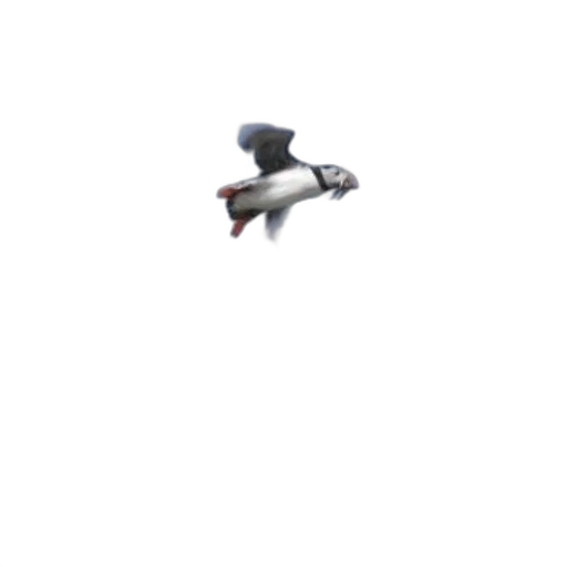 robot, animal, staff, hat transparent PNG cut-out