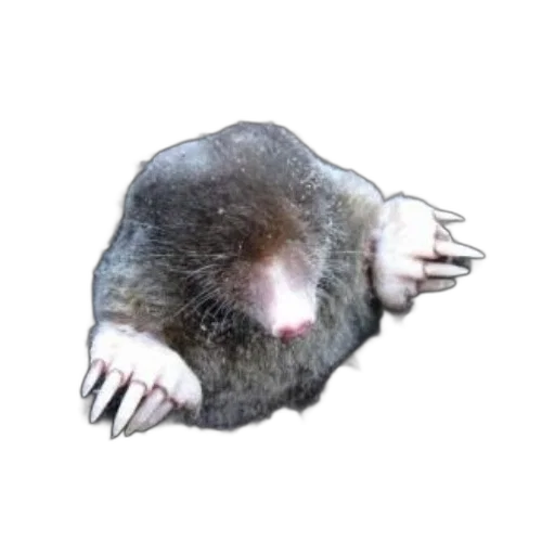 creature, animal, hair, mask transparent PNG cut-out