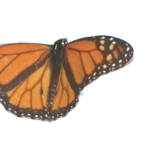 animal, creature, jewelry, photorealistic transparent PNG cut-out