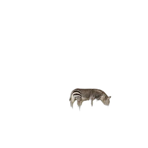 animal, creature, hair, food transparent PNG cut-out