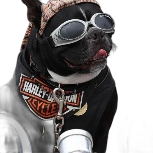 animal, photorealistic, dog, dressed transparent PNG cut-out