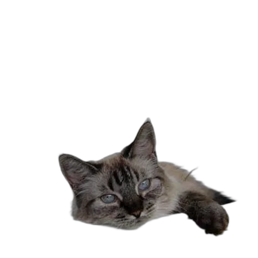 animal, staff, creature, face transparent PNG cut-out